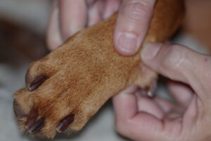 Eine braune Hundepfote zwischen zwei Menschenhänden, die die Pfote vorsichtig mit den Fingerspitzen halten